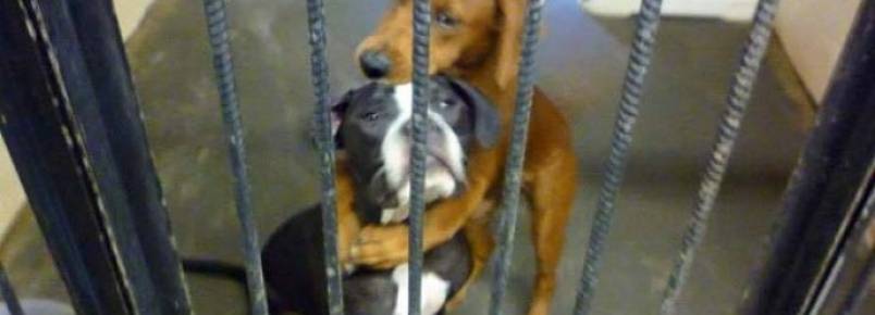 Cadelas que seriam sacrificadas conseguem um lar; veja imagem que comoveu internautas